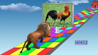 Let S Learn Turkish Farm Animals With Wild Lions For Kids Türkçe Çiftlik Hayvanlarını Öğrenelim