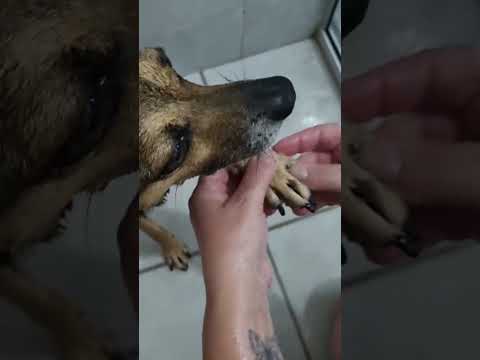 Shampoo Neutro Granado para Pets | Pele Limpa e Saudável