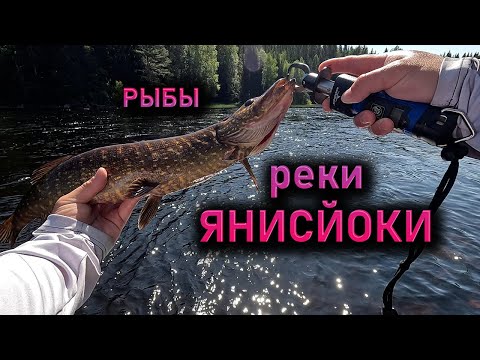 РЕКА ЯНИСЙОКИ горная, быстрая, а рыба наша обычная