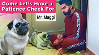 Mr. Maggi's Patience Checkup | Funny Pug Dog | Smart Pet | Mr.Maggi | Ramandeep Singh Sur |