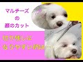 【顔のカット】マルチーズ:基本の丸カット