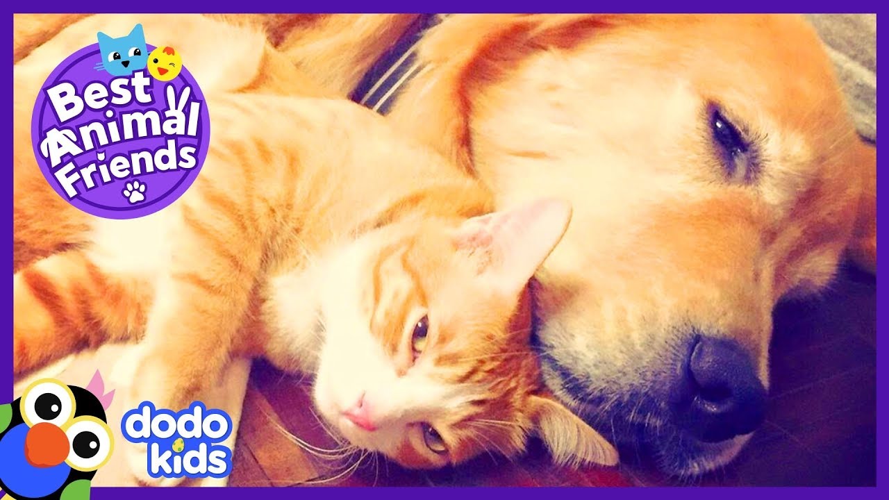 Sweetest Dog Was 'Mom' To A Baby Cat — Now They're Best Friends | Animal  Videos For Kids | Dodo Kids - YouTube