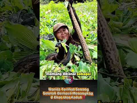 Wanita Terlihat Senang Setelah Berhasil Menangkap 2 Ekor Ular Kadut‼️ #shorts #snake #viral
