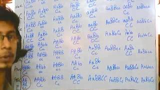 Genetics part 4 polygenic inheritance