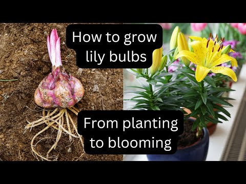 Video: Lily lampe eller hvordan man kunstigt bringe naturen indendørs