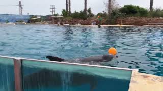 Dolphin with balloon