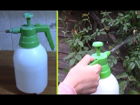 Vídeo: Plantes Insecticides