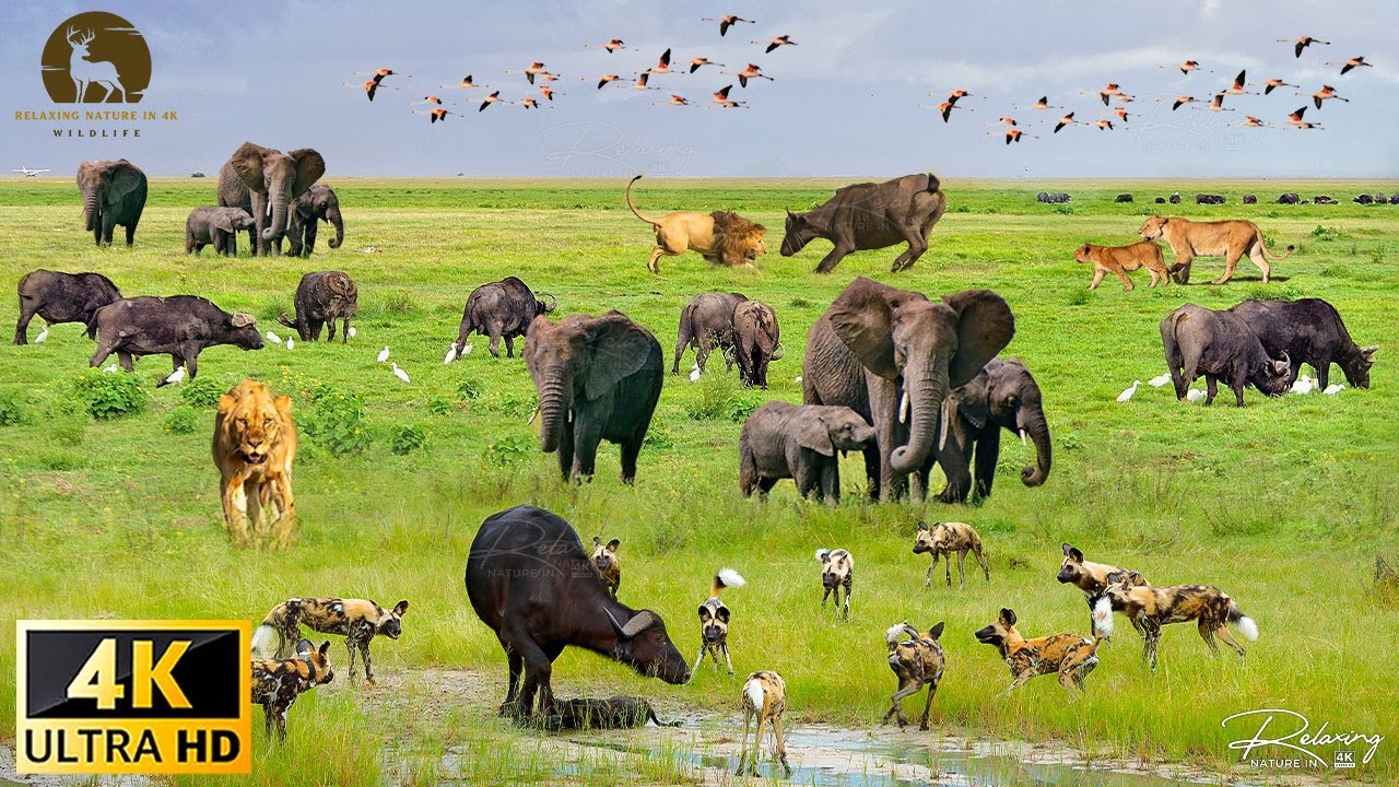 4K African Animals: Kakum National Park - Scenic Wildlife Film With African Music