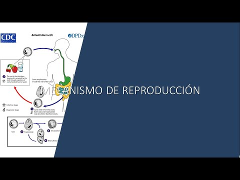 Video: ¿Qué es la fisiparidad en biología?