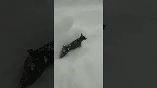 იაგტერიერი არჩერდება