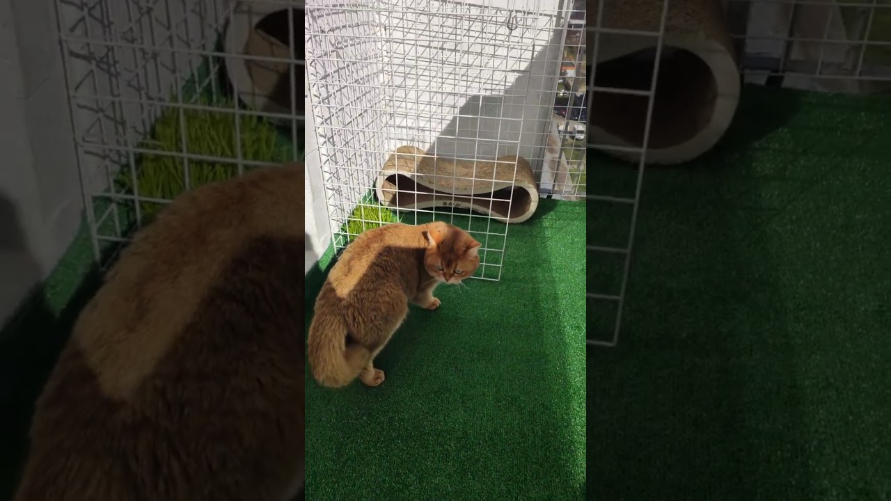 сделали вольер для котика 