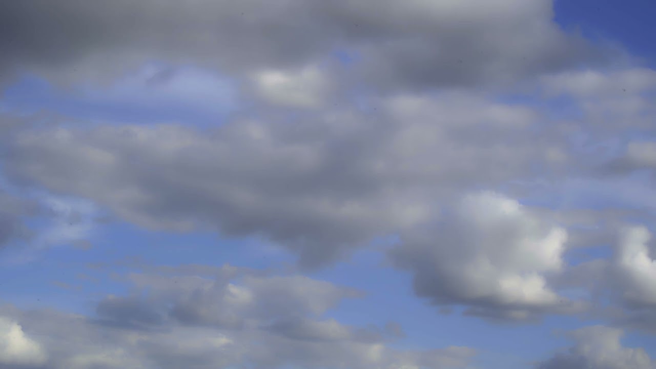 Le rêve des baleines mortes