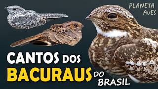 CANTOS dos BACURAUS e URUTAUS do BRASIL | AVES NOTURNAS | Cantos Planeta Aves!