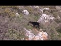 Κυνηγι Λαγου  στην Ελλαδα~Hunting of hares in Greece