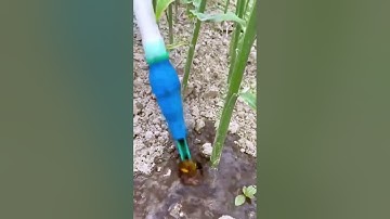 Ginger fertilization process sharing - a good tool can improve the efficiency of doing things