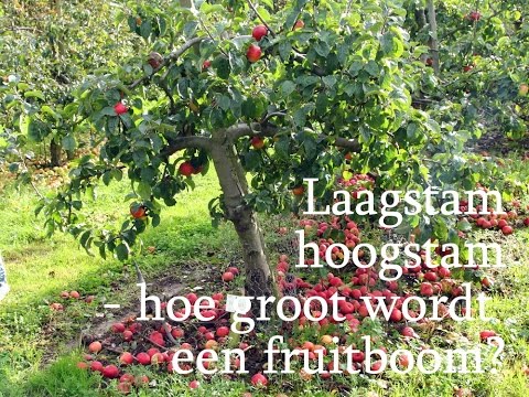 Laagstam, hoogstam - hoe groot wordt een fruitboom?