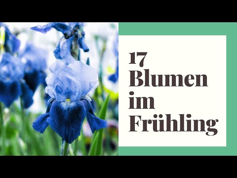 17 Blumen im Frühling, die bunte Vielfalt in den Garten bringen