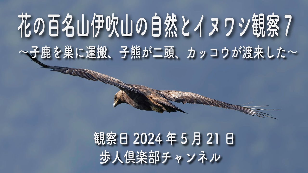 Mt. Ibuki's Nature and Golden Eagles No. 7 May 21, 2024 - YouTube