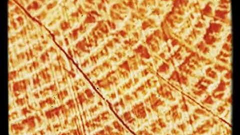 Microstructure of the cellulose