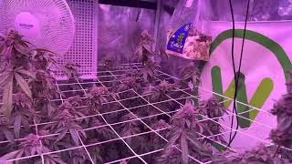 Week 7 Under The @KindLEDGrowLights X2