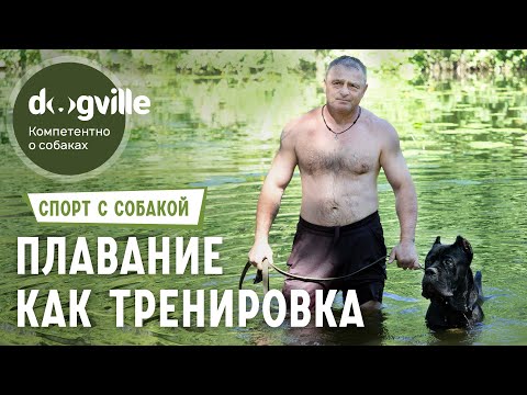 Плавание как тренировка — Заплыв с Кане-корсо
