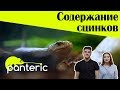 Содержание сцинков. Кого выбрать?