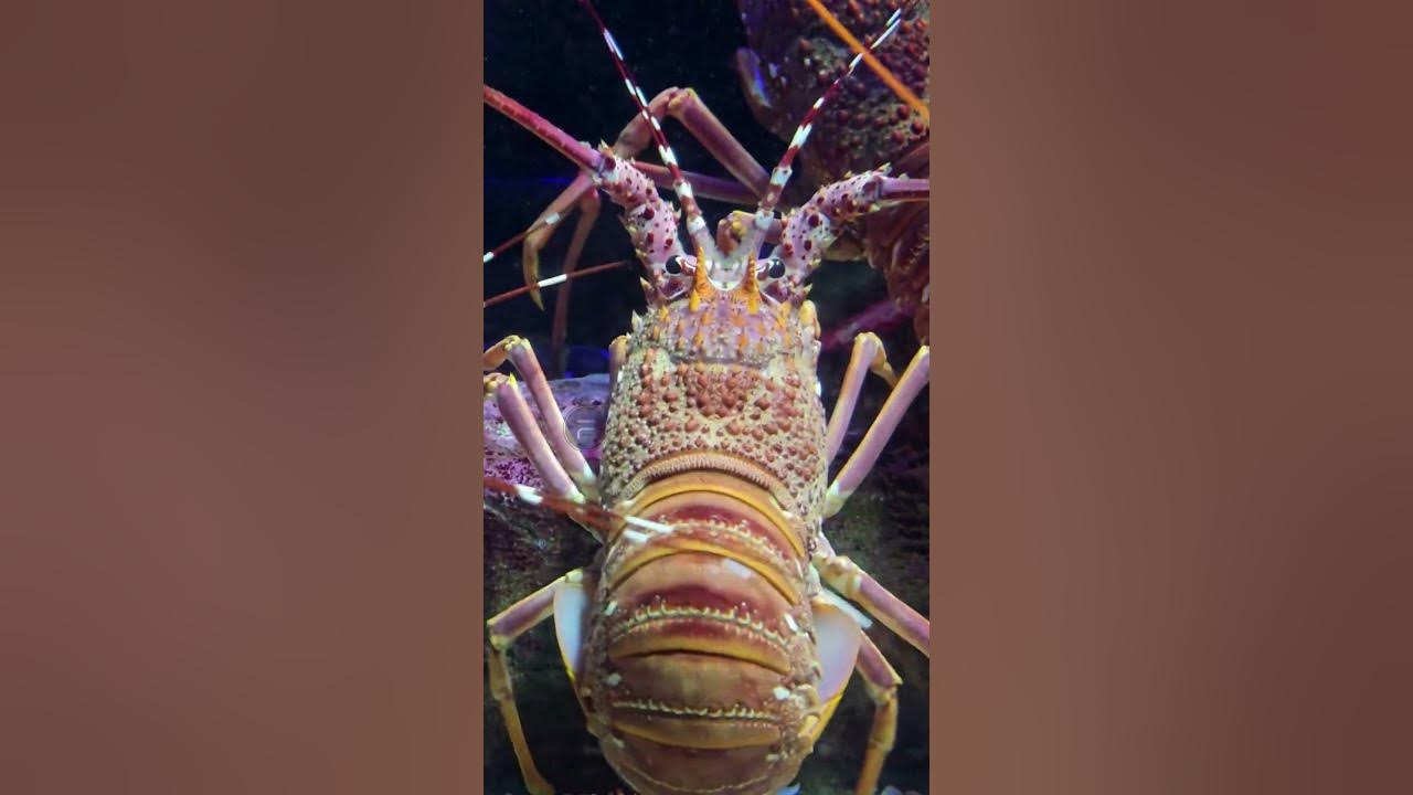 "Lobsters Are NOT Immortal? The Shocking Truth About Their DNA! 🦞🔬