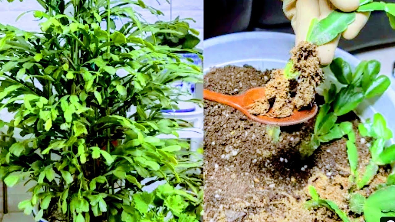 [원종 게발선인장] 나무처럼 목대 굵게 키우기위한 봄철 분갈이 하기. 겨울에 잎꽂이 했던 선인장 분갈이해봤어요~