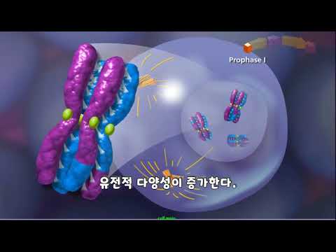 감수분열 / Meiosis - Plants and Animals