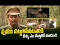 Setting camera traps to monitor tiger numbers at srisailam forest  sakshi tv digital