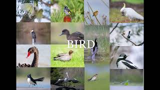 Shortest bird video EVER