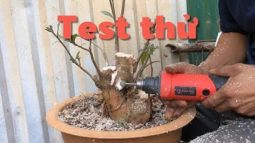 Xử lý vết cắt cây Lộc vừng bằng máy làm lũa