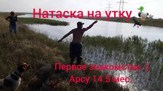 Натаска бретона на утку. Первые шаги.