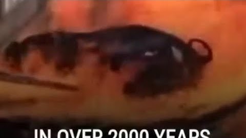 third temple updates: Red heifer ceremony finally happened in Jerusalem