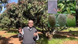 Integrated pest and disease and nutrition management in mango