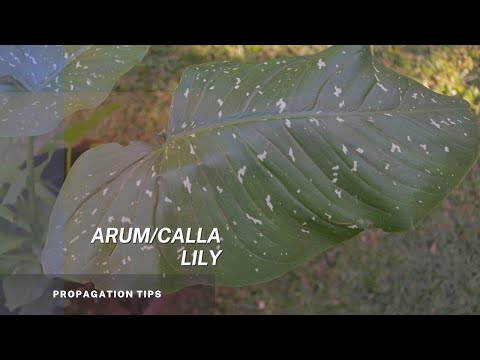 วีดีโอ: แยก Arum Lily ยังไงคะ?