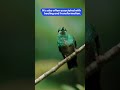 The bee hummingbird  the smallest living bird beehummingbird youtubshorts