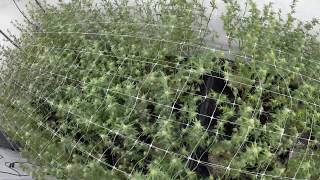 HLG 550 DIY Led Lights, Part 4 Medical Garden, Week 3 Flower, Day 20  Slight Bump in Road