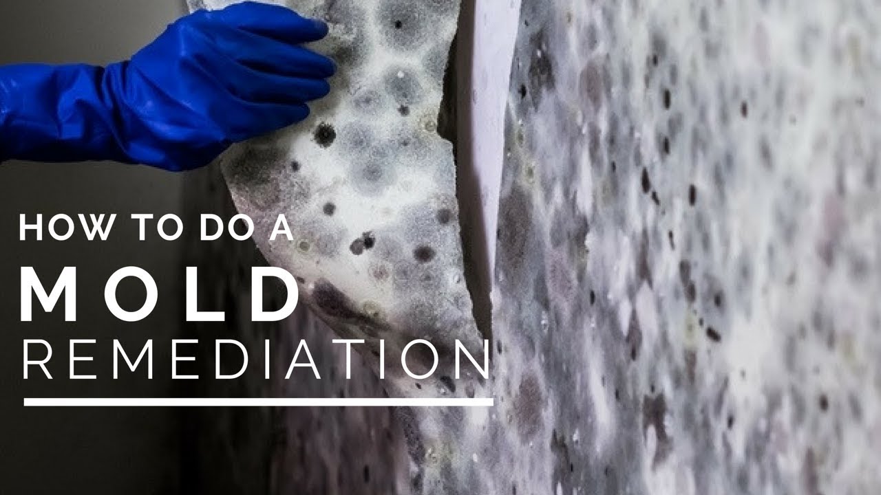 Is It Appropriate For A Mold Remediation Company To Do Their Own Testing?