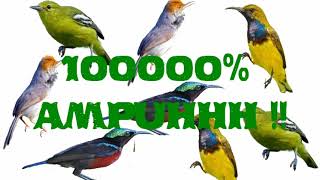 BURCIL DIJAMIN TAKLUK DENGAN SUARA INI!! Burung kejepit kombinasi burcil ampuhh!!