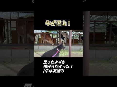 【甲斐犬】沢山の牛を間近で見たら以外にも・・・