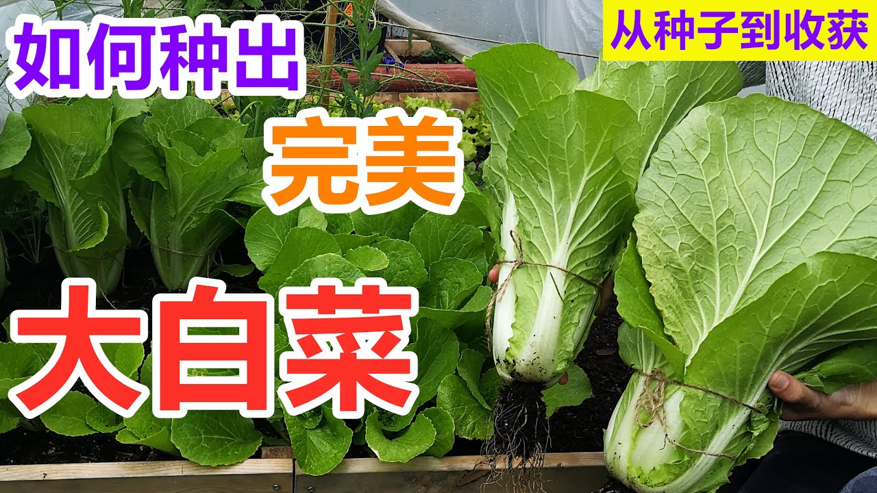 大白菜这样种 再加几个小动作 还能连续采收 不用施肥没有虫害how To Grow Perfect Chinese Cabbage Youtube