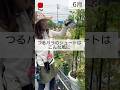 つるバラのシュートはこんな風に　#相原バラ園 #バラ #バラ園 #バラ栽培