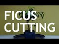 Ficus Cutting Bonsai, 1