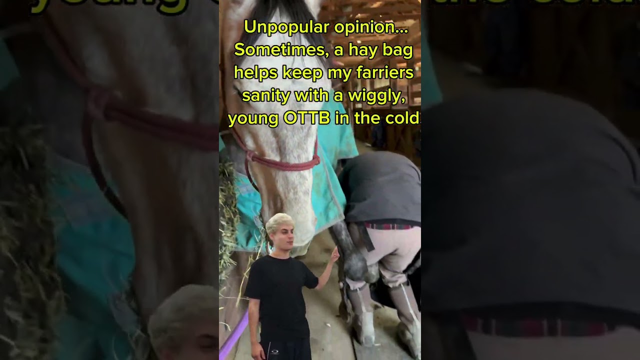 Лошадь стоит перед кузнецом 