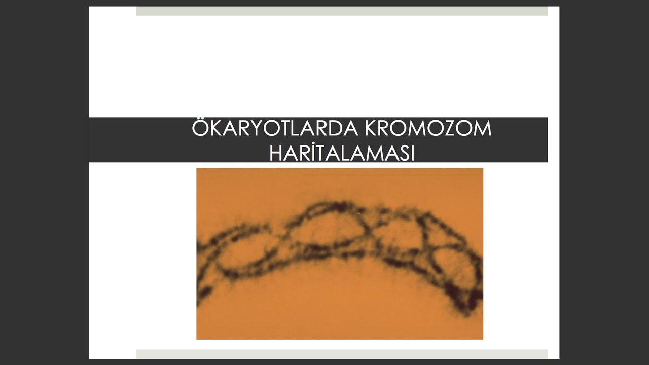 #biyoloji #genel biyoloji BÖLÜM 5: Ökaryotlarda Kromozon Haritalaması-1 #genel biyoloji