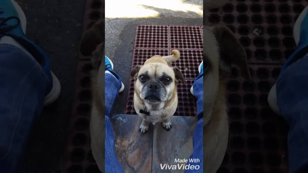 Mr. Doggy (little Britain parody) YouTube