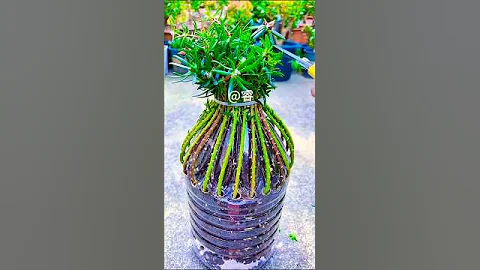 Portulaca flower plants grafting #shorts #portulaca #plants