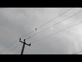 Bird humming  on electric poletoo beautiful  sound early morning view