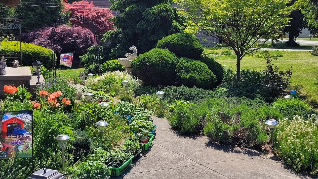 Garden Tour Flowers Poppies Seedlings Garden Upstate NY Zone 6AB YouTube
